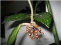 hoya 
